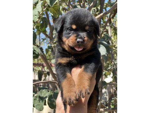 Üst kalite ırk garantili rottweiler yavrular