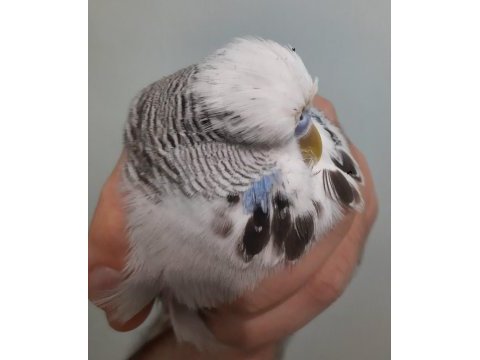 Show jumbo muhabbet kuşu erkek