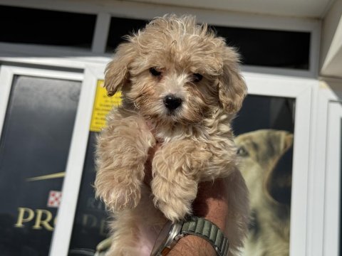 Ankaranın  en seçkin maltipoo yavruları