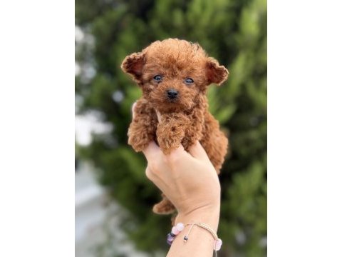 A kalite poodle bebekler