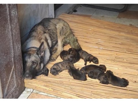 Tr de tek dulkenburn köpeğimiz