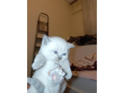 27 günlük british shorthair yavrularımız