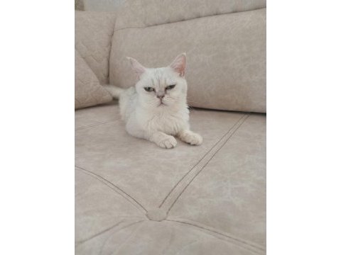 British shorthair