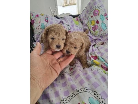 Trde tek teacup kore maltipoo