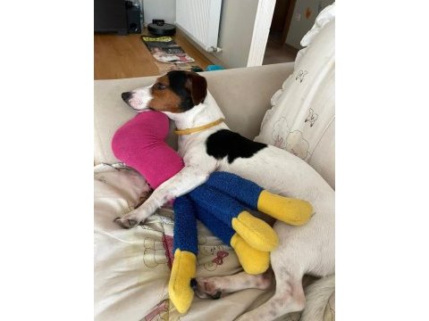 Çok acil jack russell cinsi çocuğumuza yuva!