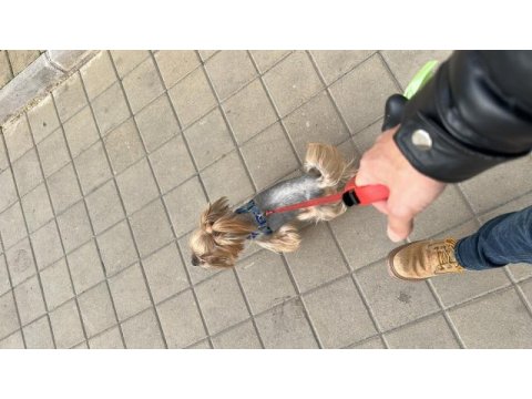 Yorkshire terrier oğluma eş arıyorum