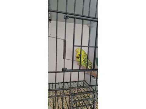 Show jumbo vasıflı takım muhabbet kuşu
