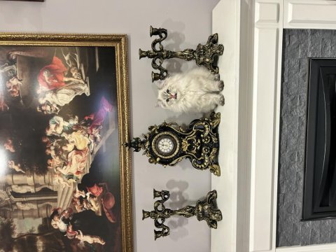 Çok oyuncu çok sıcak kanlı 4 aylık erkek british longhair
