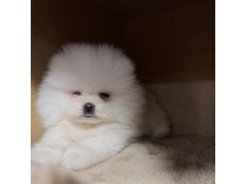 Pomeranian boo yavrularımız