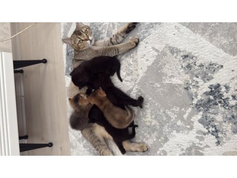 Ücretsiz sahiplendirilecek kedimiz