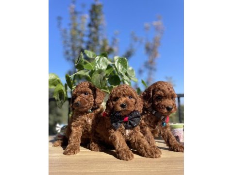 Üst kalite kore kan poodle yavrular