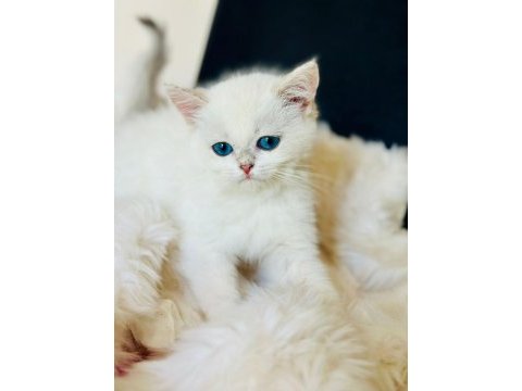 British shorthair ve longhair safkan yavrular