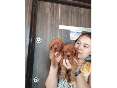 İstediniz renklerde toy poodle orjinal bebekler