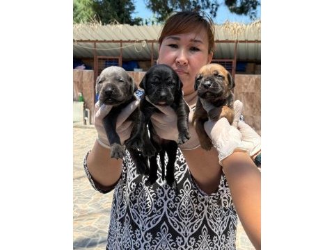 Cane corso yavrularımız ruhsatlı çiftliğinden