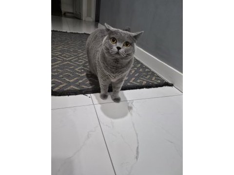 4 yaşında dişi kısır british shorthair