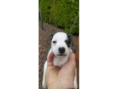 2 aylık jack russell safkan
