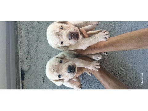 Labrador yavrularımız