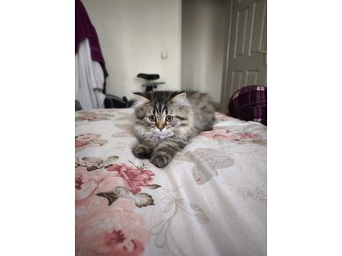 Son 2 british shorthair yavrumuz