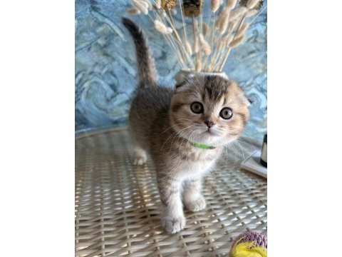 Scottish fold shorthair sıfır kulak erkek yavrular