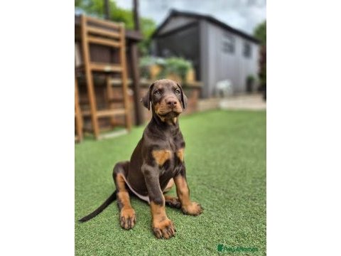 Ruhsatlı köpek çifliğinden doberman yavrular a scrli