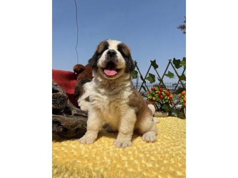 Heybetli üst kaliteli st bernard yavrular