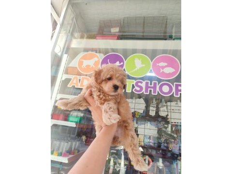 Kaliteli maltipoo yavrular