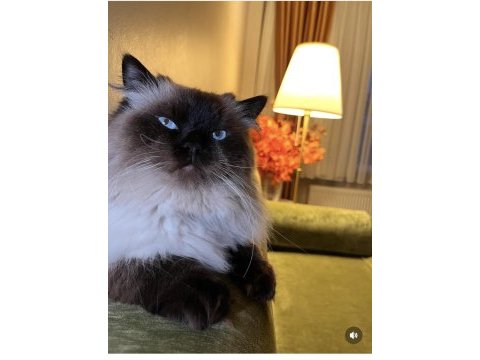 Ragdoll erkek kedimize eş arıyoruz