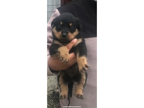 Koca kafa anne babadan nadir kan köpeğimiz