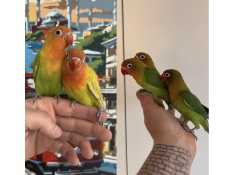 Bebek cennet papağanı