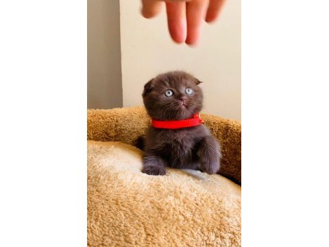 Safkan kan çikolata bebek scottish fold
