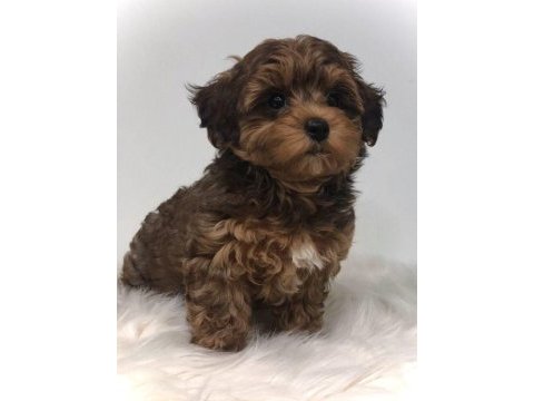 Morkie adrese teslim kapıda ödeme yapabilirsiniz