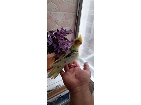 Ev üretimi ele alışık sultan papağanı yavruları