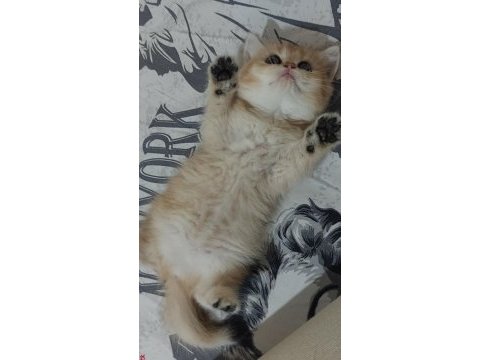 Oyuncu safkan british şecereli anne baba