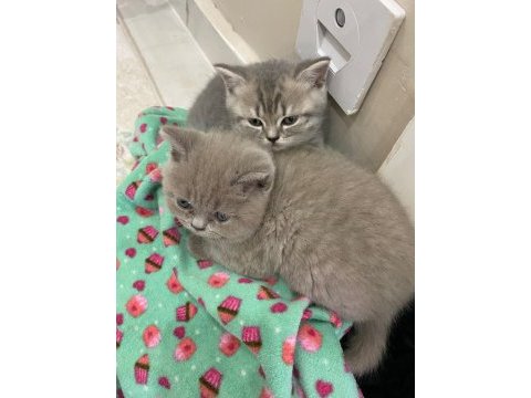 Lilac renk british shorthair yavrular