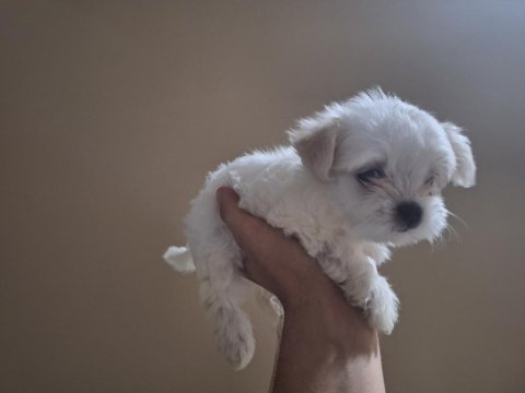 Orijinal 0 numara maltese 2 aylık dişi yavrular