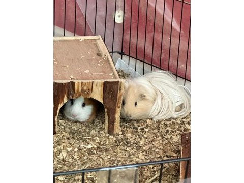 1,5 yaşında 2 tatli ginepig oglumuza omurluk yuva ariyoruz