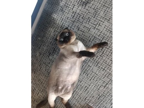 Scottish fold maviş için yeni ev