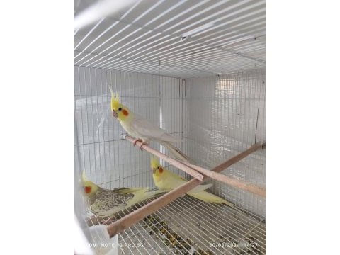 Konuşan lutino sultan papağanı