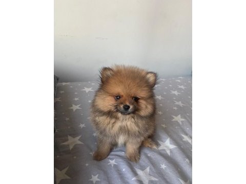 2 aylık pomeranian boo
