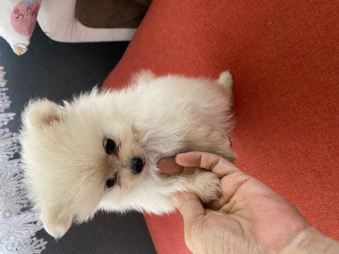 Pomeranian 45 günlük köpekler