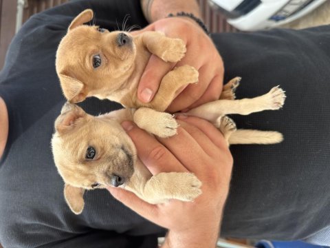 Tea cup pinscher bebekler