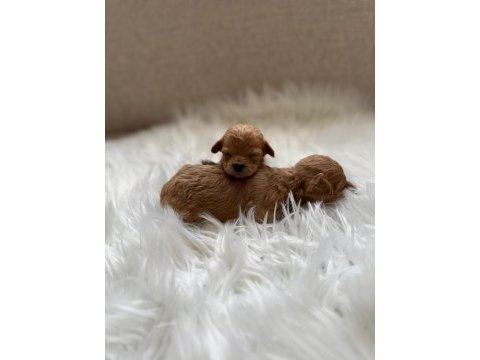 Poodle bebişlerimiz