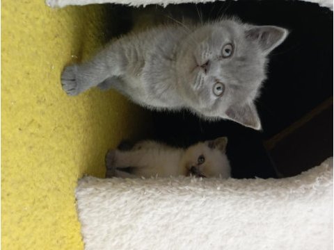 British longhair erkek dişi blue point
