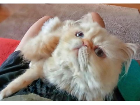 Dişi exotic shorthair ücretsiz