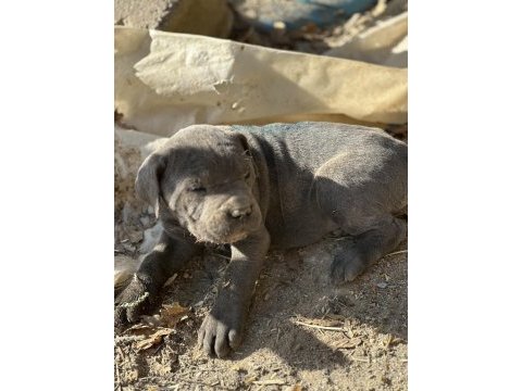 A kalite cane corso yavrularımız yeni yuvasını arıyor