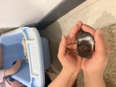 4 kardeş yavru hamster