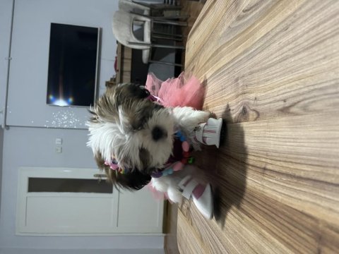 Shih tzu prenses sindi