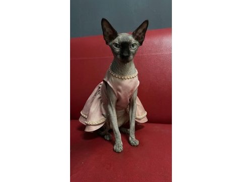Safkan eşsiz güzellikte sphynx (sfenks) kedisi