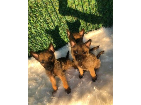 Orjinal belçika malinois yavrular