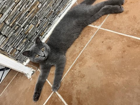 British shorthair 4 aylık